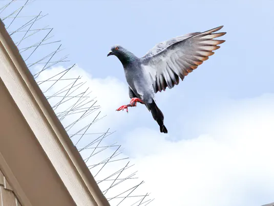 Bird Control Services in UAE